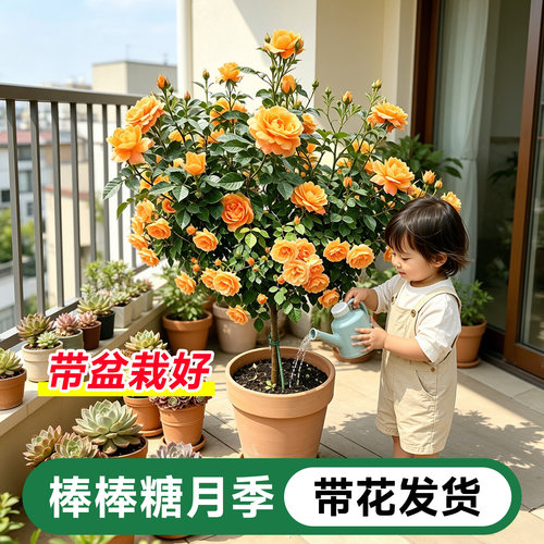 【带花发货】果汁棒棒糖月季盆栽