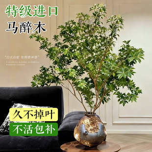马醉木水培植物进口鲜切枝真树美男树吊钟枝条室内客厅水好养易活