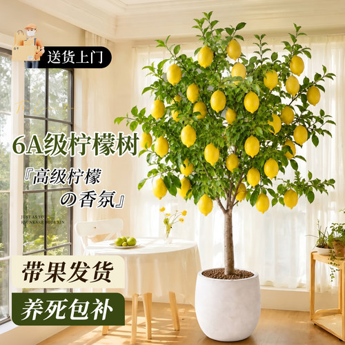 香水柠檬树盆栽带果直发四季好养