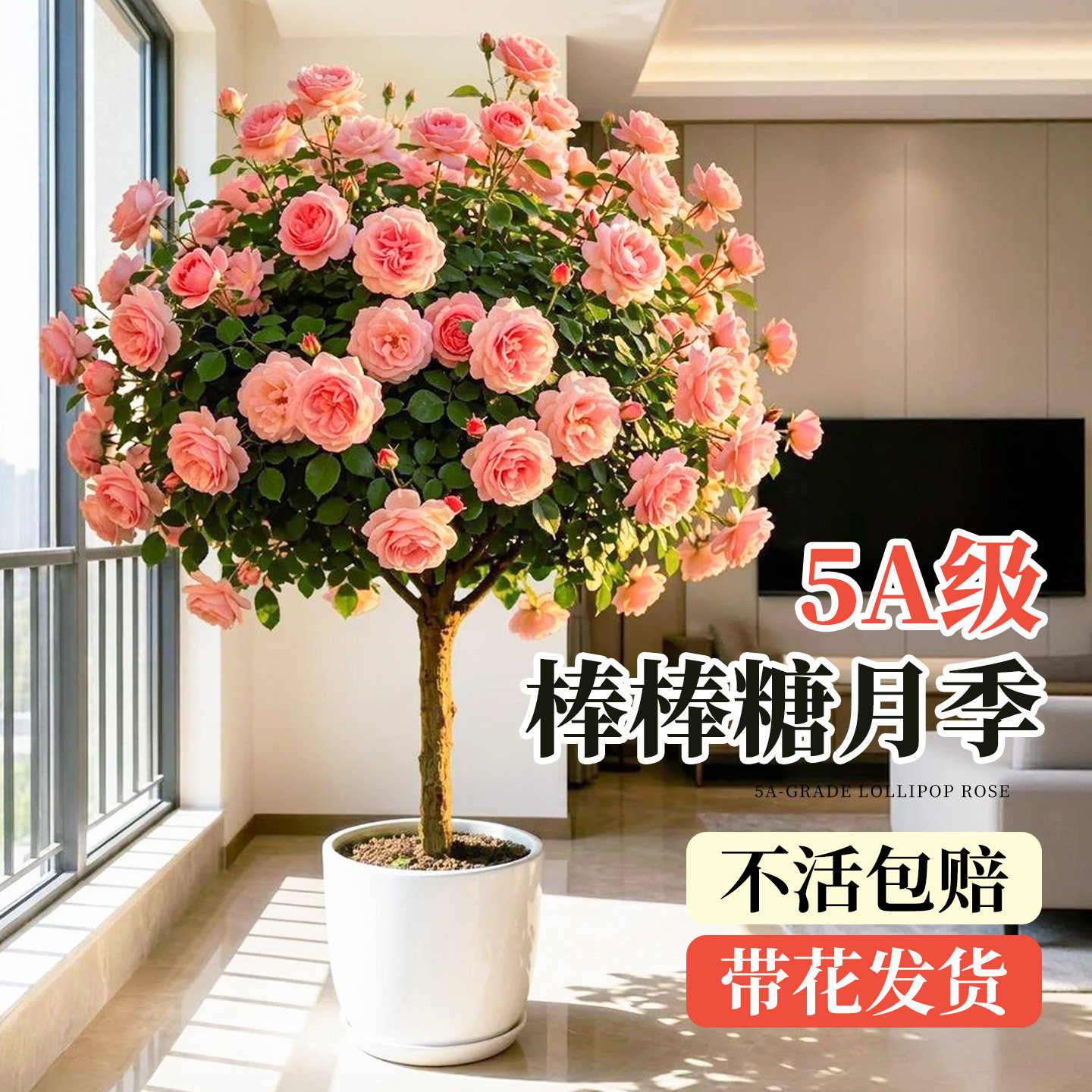 树桩月季特大花棒棒糖树状月季花苗盆栽花卉四季玫瑰花树苗绿植物