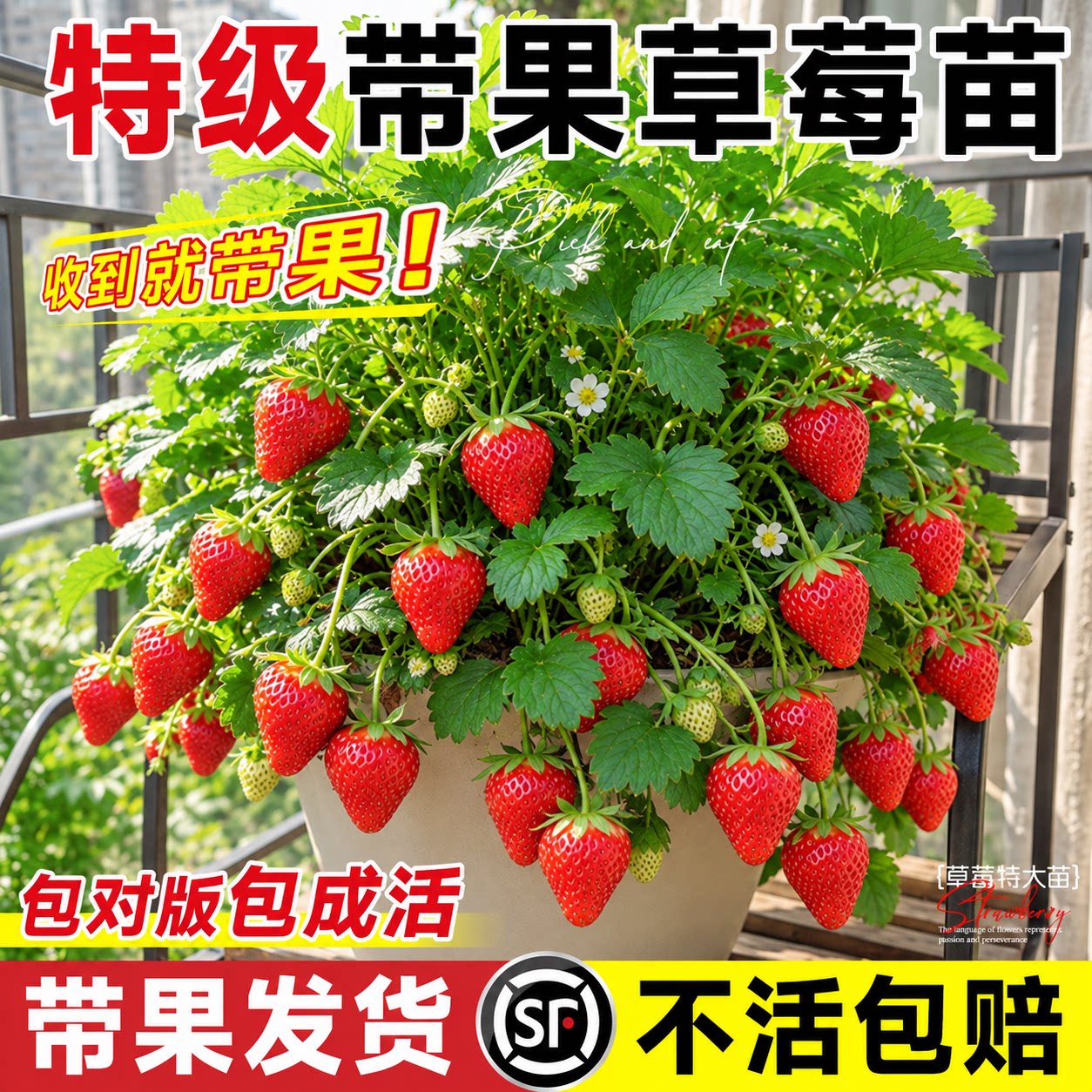 草莓盆栽苗秧四季结果果苗高产特大号奶油精品红颜阳台种植丹东99