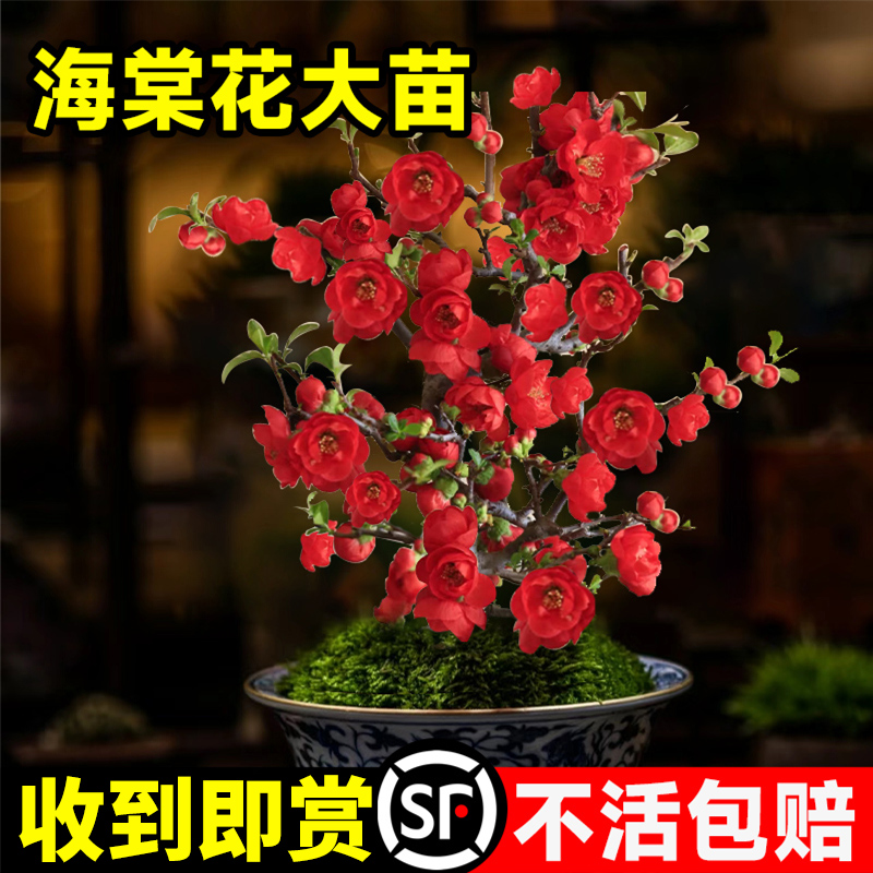 带花发货海棠花盆栽四季开花好养