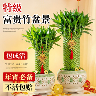 富贵竹盆景水培植物客厅招财绿植节节高水养粗杆带根旺宅好养易活