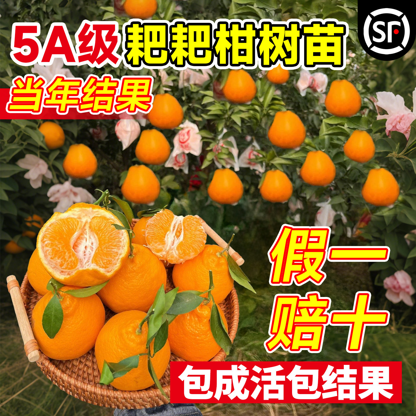 正宗四川春见耙耙柑树苗粑粑柑果树丑橘沃柑橘子树果苗南北方种植
