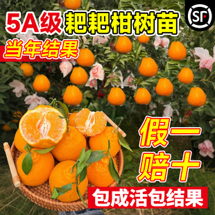 正宗四川春见耙耙柑树苗粑粑柑果树丑橘沃柑橘子树果苗南北方种植