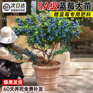 蓝莓树果苗盆栽特大号室内外蓝梅苗耐寒南北方四季结果树苗好养活