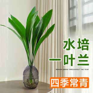 常青适合水养 网红一叶兰绿植水培绿植物四季 花懒人客厅摆件室内