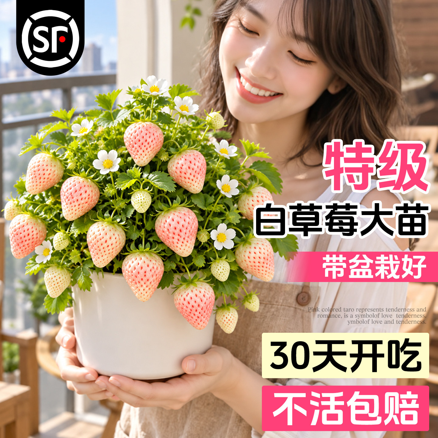白草莓苗秧穴盘苗建德白露盆栽四季结果特大果苗阳台高产玄玉种苗