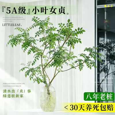 5A级小叶女贞水培不活包补