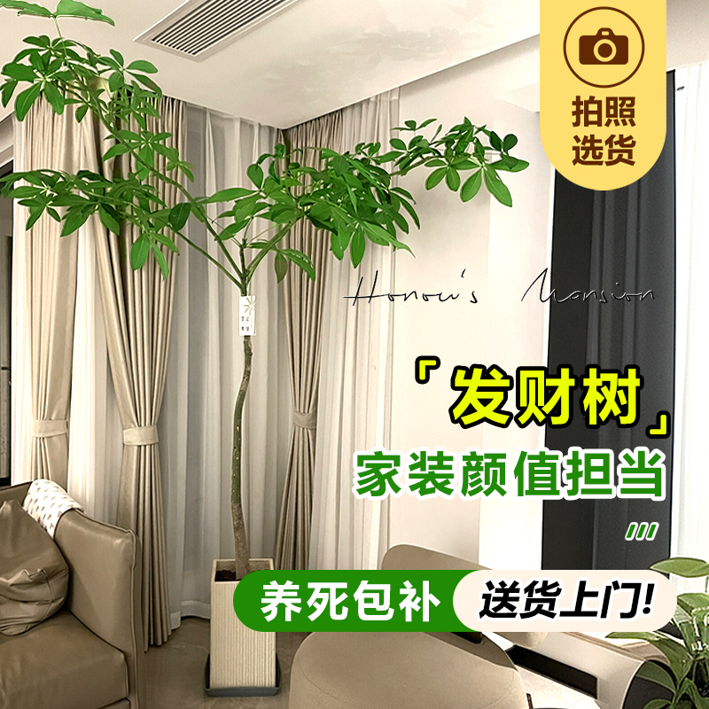 【超好看！】原生发财树大型绿植