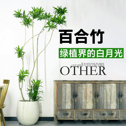 百合竹客厅真绿植老桩造型可选货