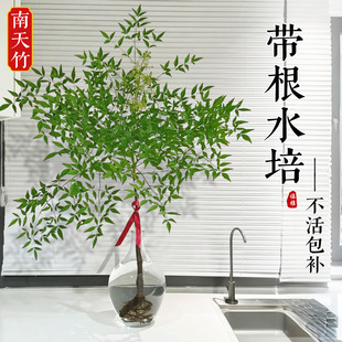 南天竹水培带根植物室内客厅绿植摆件盆栽火焰红马醉木吊钟好养活