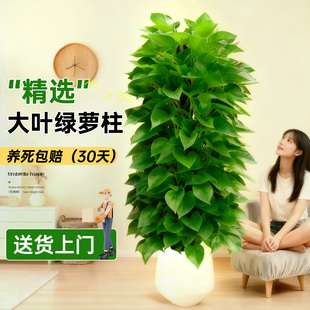 大叶绿萝柱大盆栽室内客厅大型轻奢高端绿植大盆好养活高级感树木