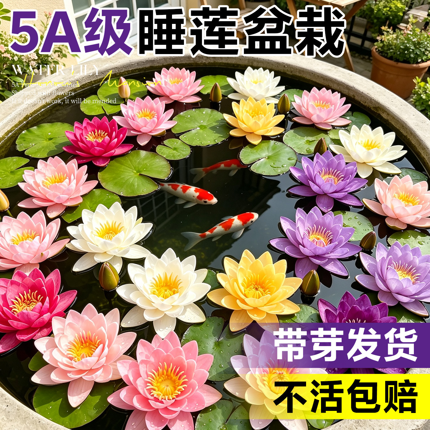 睡莲盆栽水培植物带花苞根块四季开花莲花阳台池塘水养荷花碗莲种