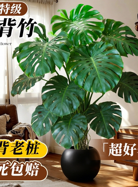 龟背竹客厅大盆栽老桩高级感大型绿植高端室内植物好养精品大叶