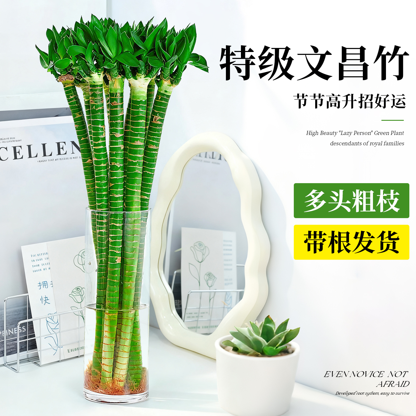 【带根】文昌竹金榜题名水培绿植