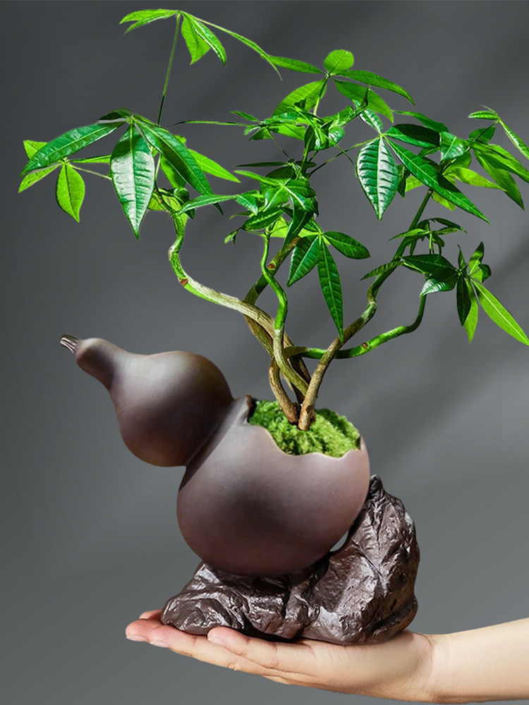 福禄发财树盆栽小盆景办公室内客厅绿植摆件招财桌面四季常青植物