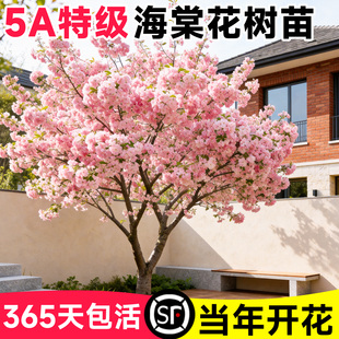 海棠树苗庭院地栽大树北美垂丝西府海棠花卉四季种植耐寒开花植物