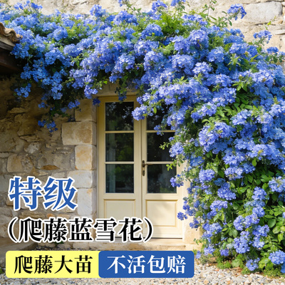 蓝雪花爬藤大苗带花发货