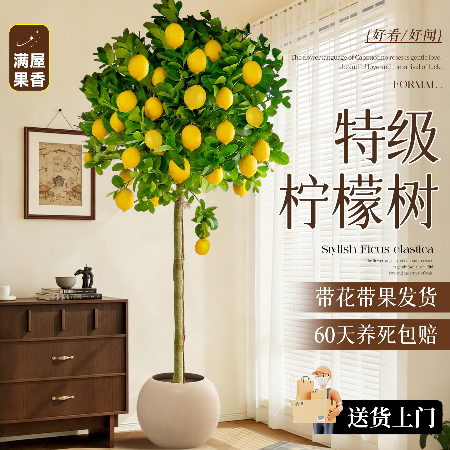 香水柠檬树盆栽带果客厅绿植室内大型植物阳台老桩树苗四季好养活