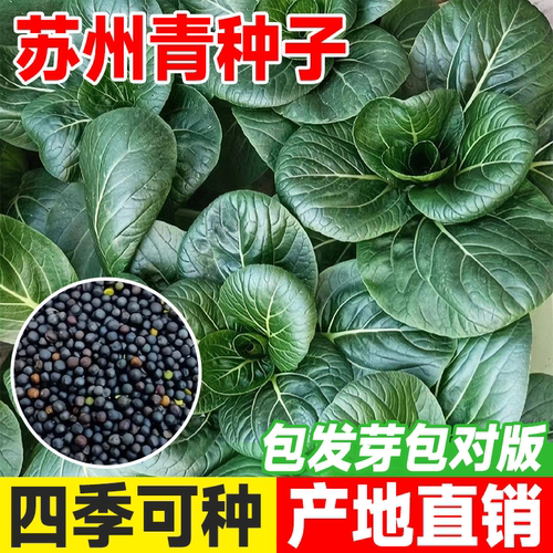 苏州青种子黑叶矮脚黑大头上海青
