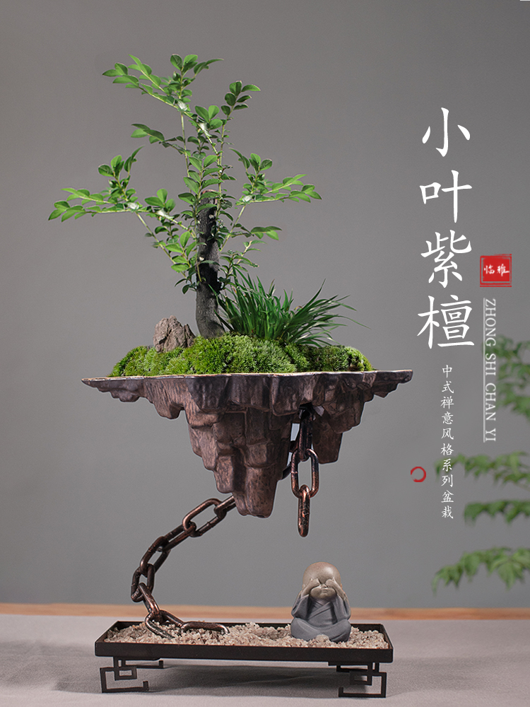 小叶紫檀盆景绿植物盆栽办公室内花卉客厅禅意摆件造景树苗黑骨茶