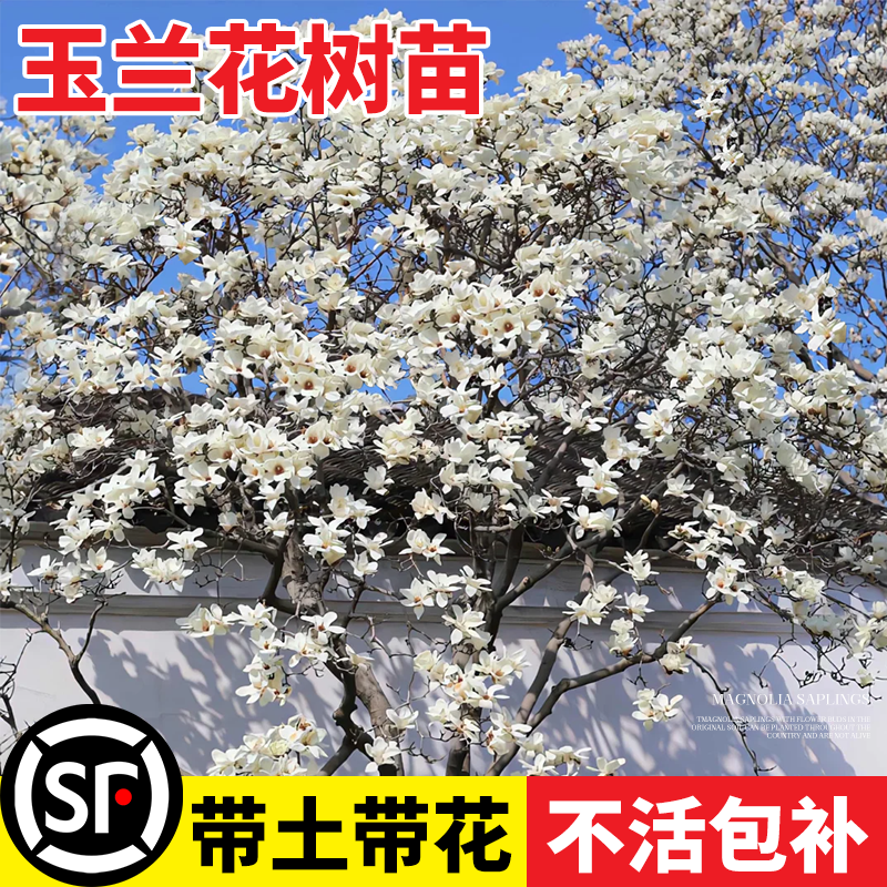 玉兰花树苗带花苞大门口风景树