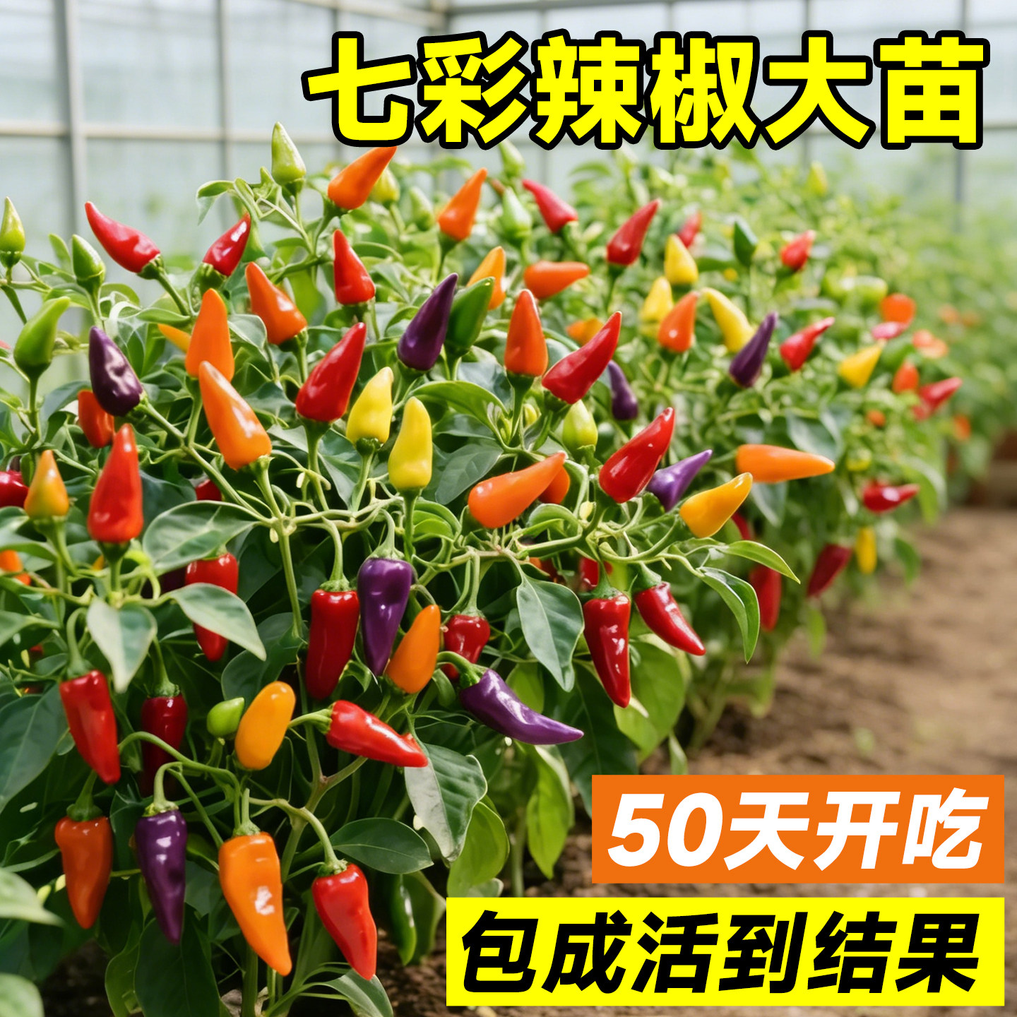 七彩辣椒种苗四季高产辣椒秧苗樟树辣椒种籽蔬菜种子阳台盆栽大全