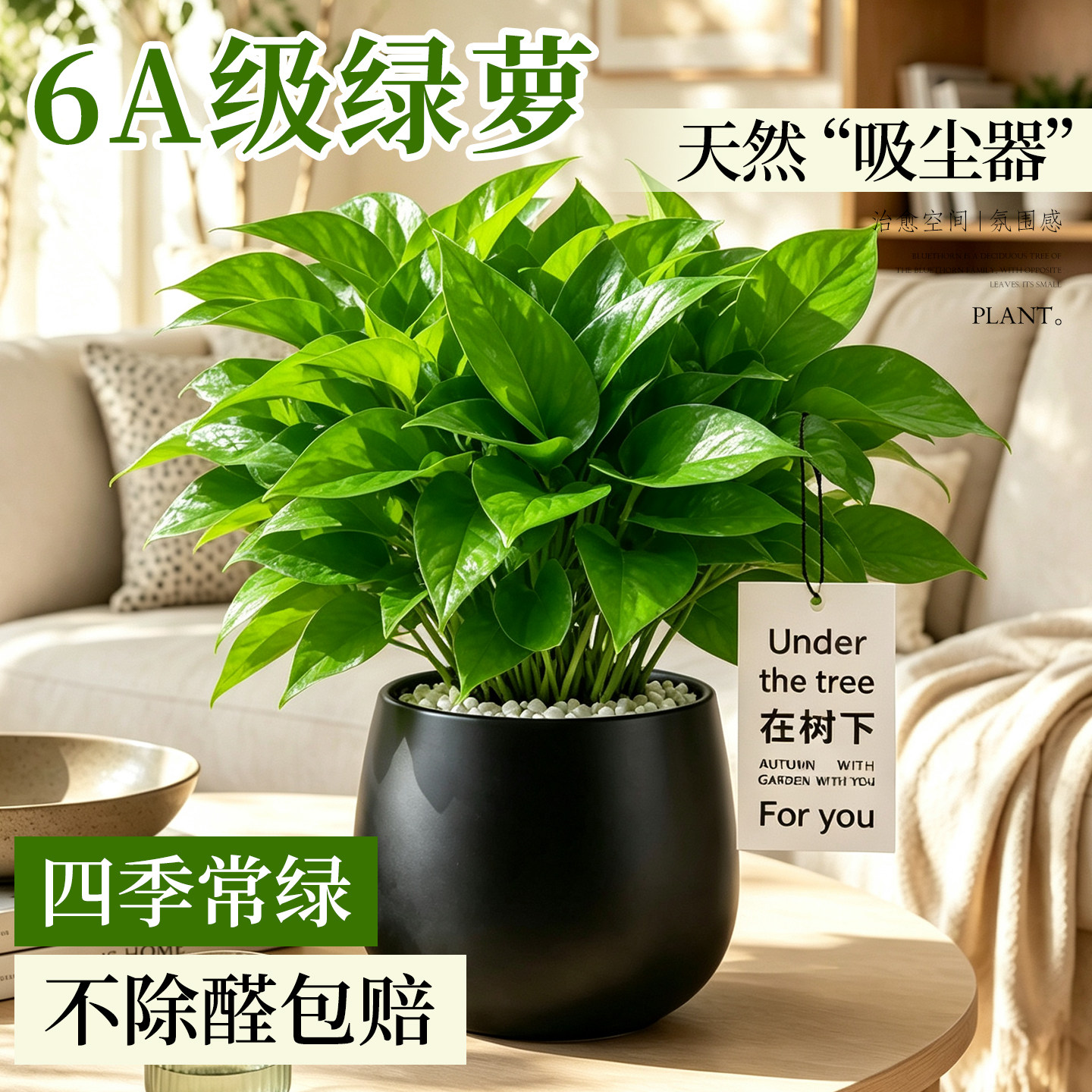 绿萝盆栽室内新房除甲醛植物办公室净化空气大盆金钻吊兰绿植好养