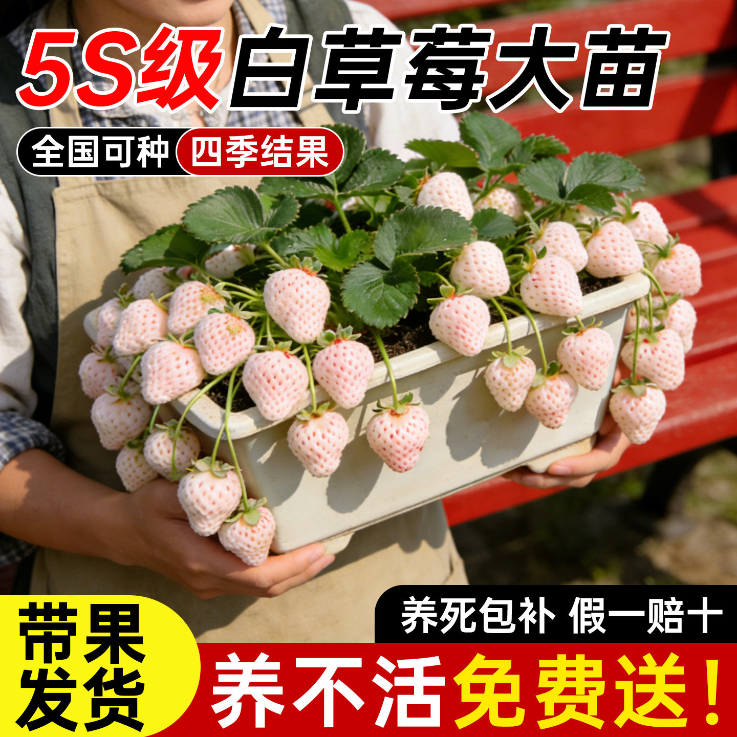 丹东奶油白草莓盆栽新鲜带果可食用超大号四季结果阳台种植新苗秧,鲜花速递/花卉仿真/绿植园艺,果树,淘宝优惠券,粉丝福利购,淘宝优惠卷