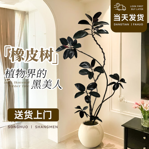 黑金刚橡皮树室内绿植四季好养