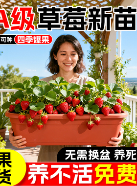 奶油草莓苗盆栽带花带果带土种籽子红颜四季结果阳台种植新苗苗秧