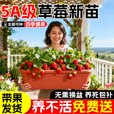 【特级草莓苗】包成活对版纸结果