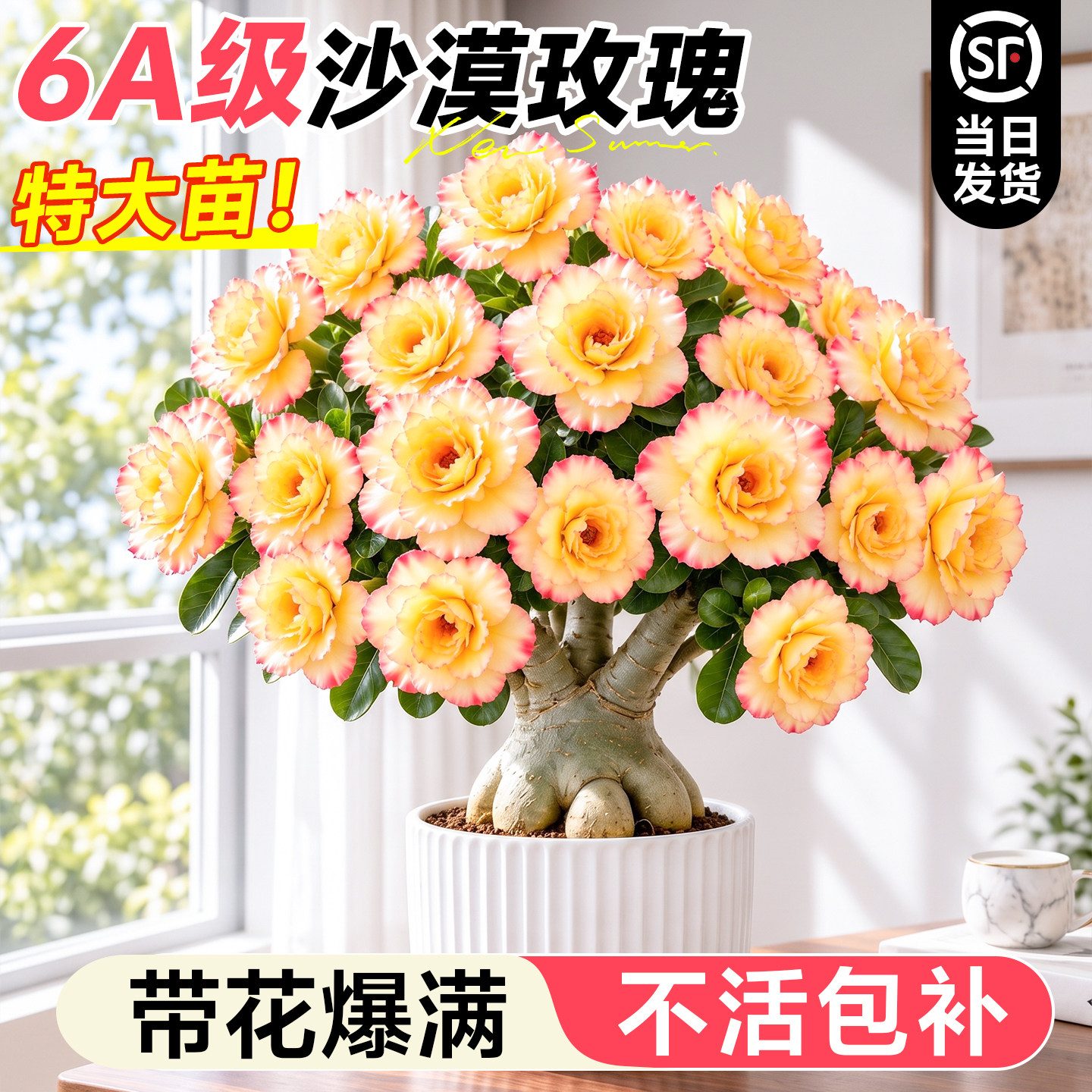 沙漠玫瑰盆栽老桩四季开花重瓣懒人适合养的花室内阳台多肉大绿植