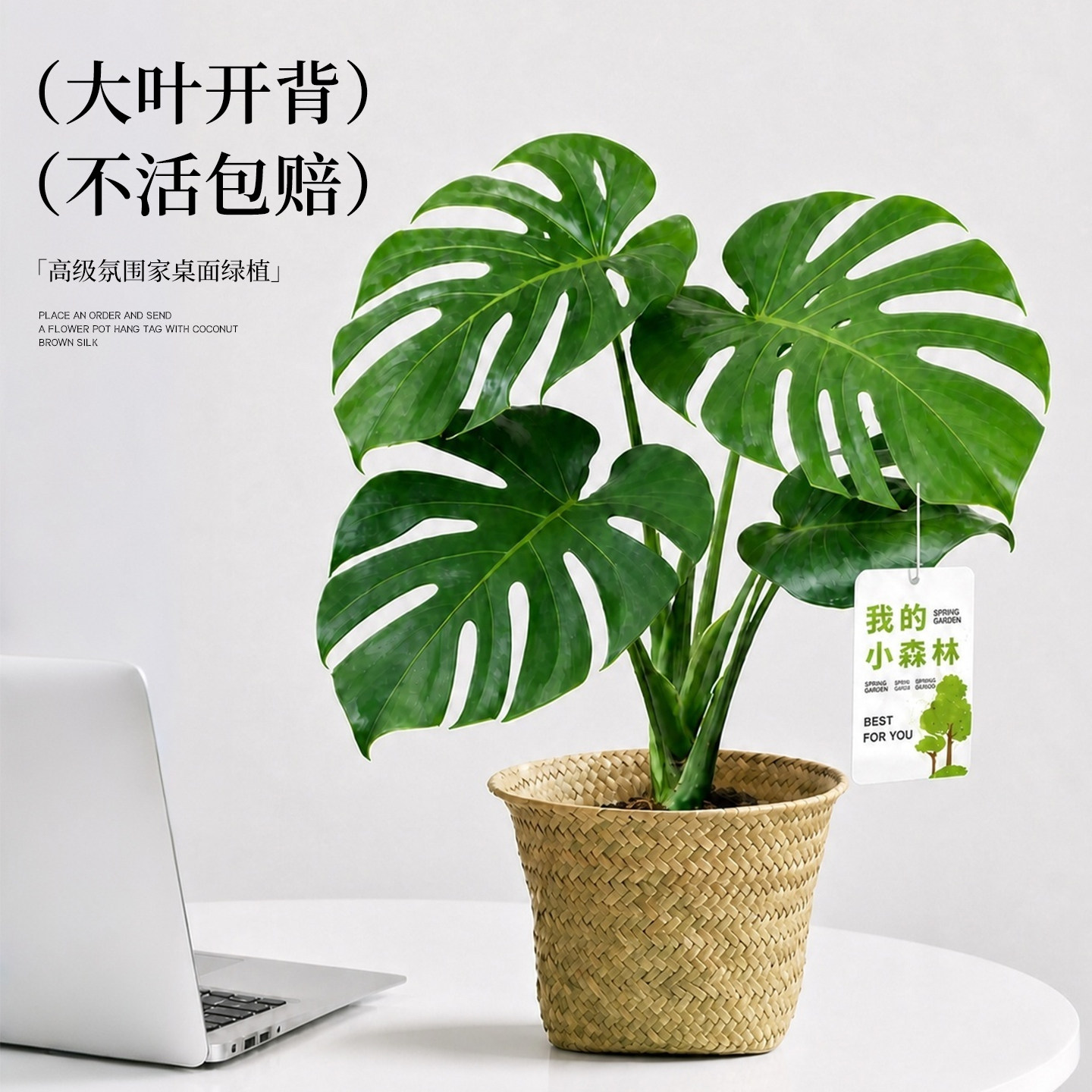 龟背竹盆栽老桩大叶室内耐阴好养图片