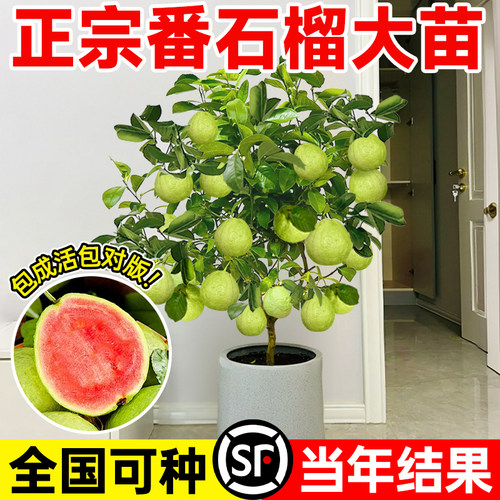 正宗无籽番石榴树果苗红心芭乐苗