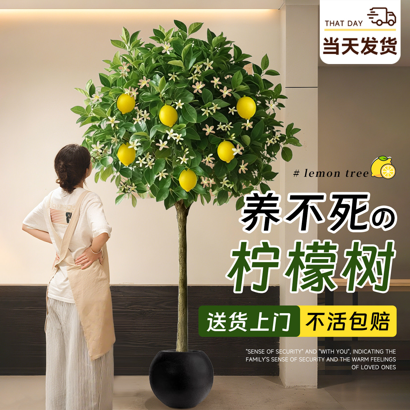 香水柠檬树盆栽大型绿植室内客厅落地植物阳台四季好养花卉除甲醛,鲜花速递/花卉仿真/绿植园艺,大型绿植/成品组合盆栽,淘宝优惠券,粉丝福利购,淘宝优惠卷