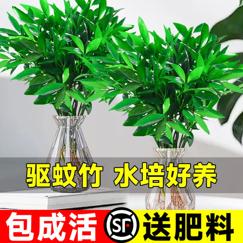 驱蚊竹柏室内水培绿植物四季常青