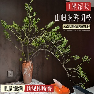 山归来鲜切鲜花云南基地直发客厅家用插花干花水培花期长桌面绿植