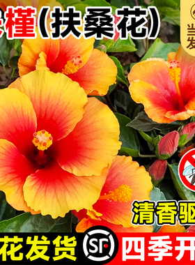 四季朱槿花盆栽扶桑花苗室内阳台花卉绿植驱蚊植物丹麦木槿鲜花禄