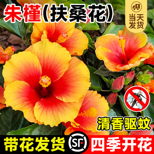 四季朱槿花盆栽扶桑花苗驱蚊植物