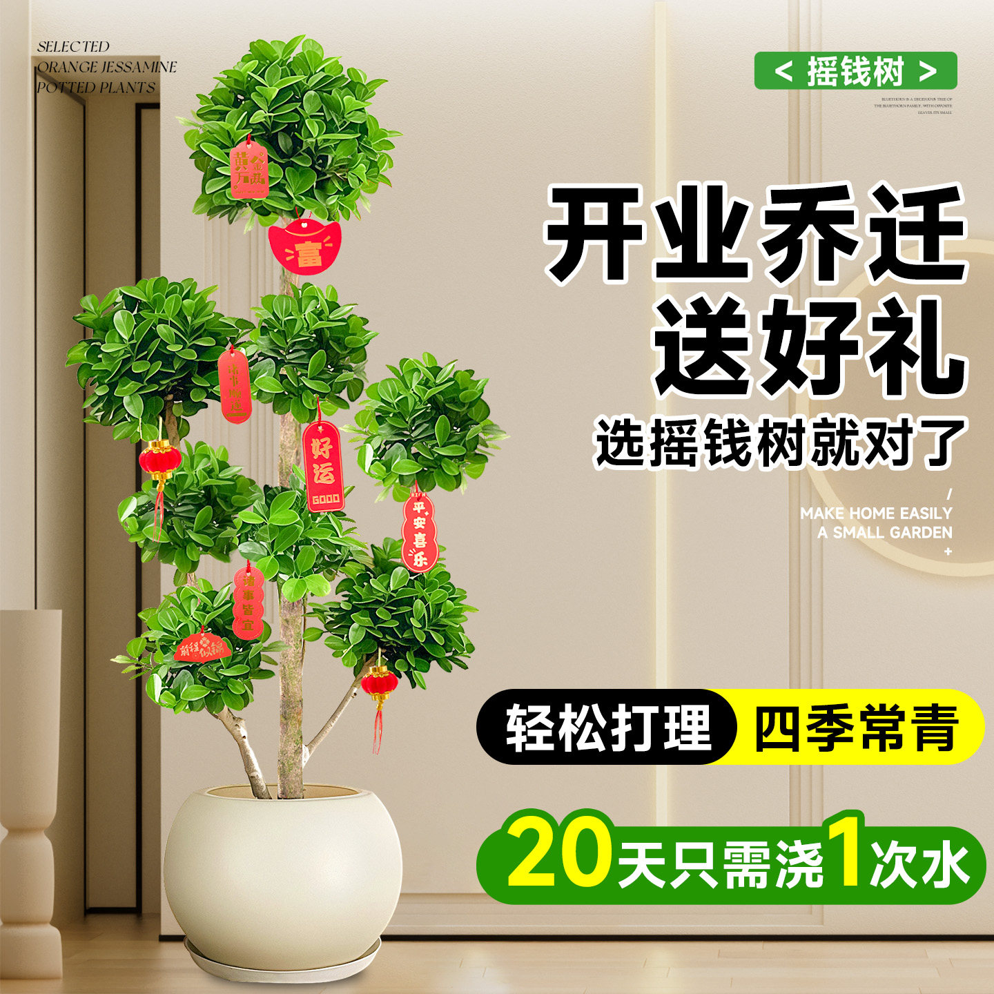 摇钱树盆栽金钱榕办公室大型发财树乔迁之喜室内客厅绿植招财榕树