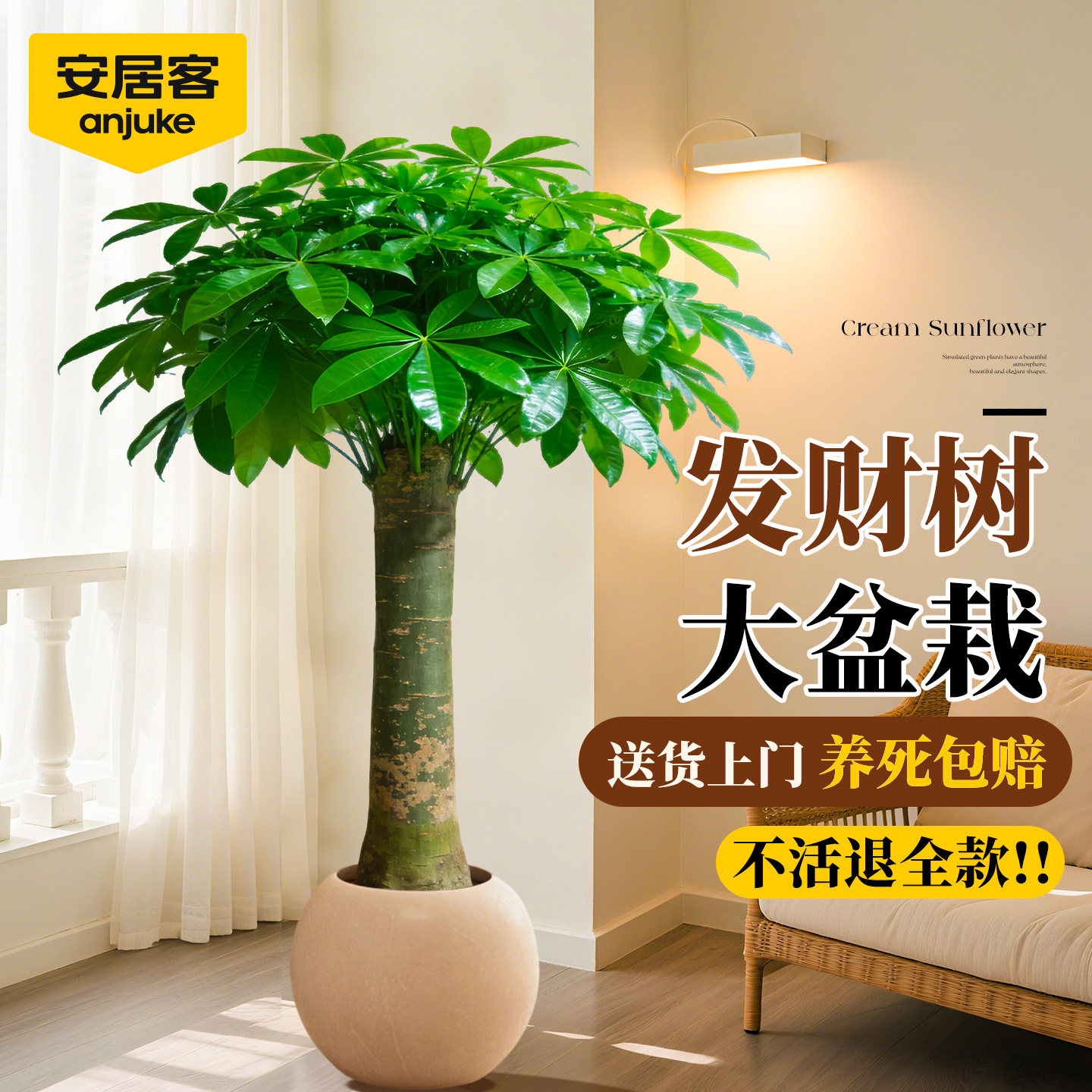 安居客发财树客厅盆栽大棵老桩室内办公室高级感大型绿植乔迁之喜,鲜花速递/花卉仿真/绿植园艺,大型绿植/成品组合盆栽,淘宝优惠券,粉丝福利购,淘宝优惠卷