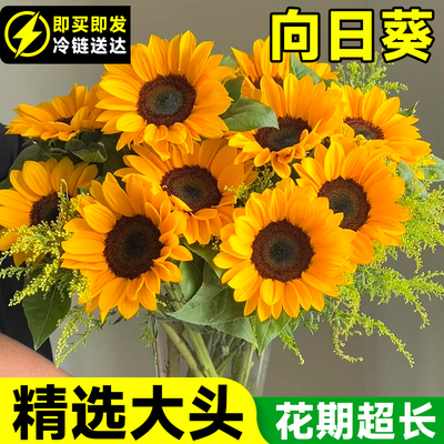 向日葵鲜花大花云南基地直发泰迪绿心水养真花材鲜切花期长插花束