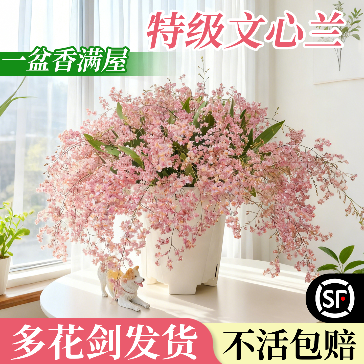 特级文心兰多花剑发货不活包赔