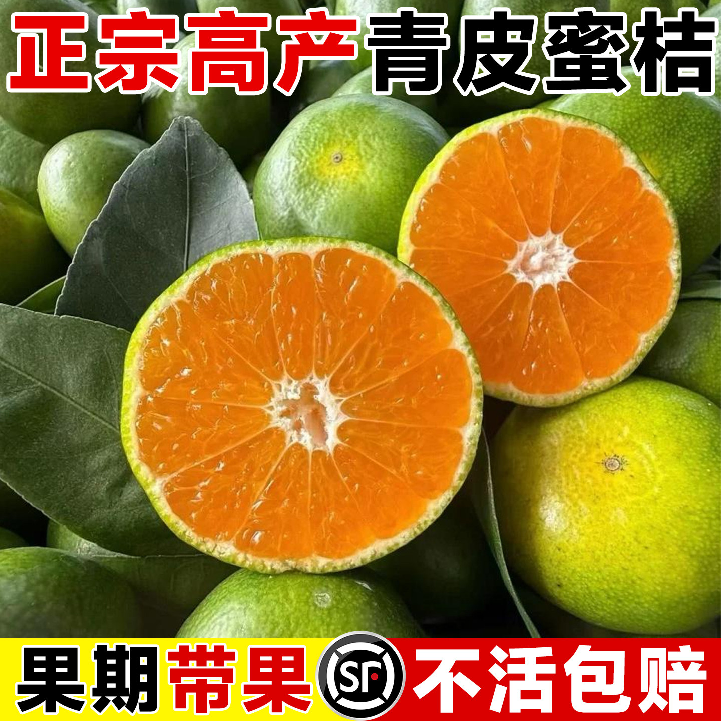 青皮蜜桔树苗大树果苗无籽桔子北方耐寒嫁接无核橘子地栽当年结果