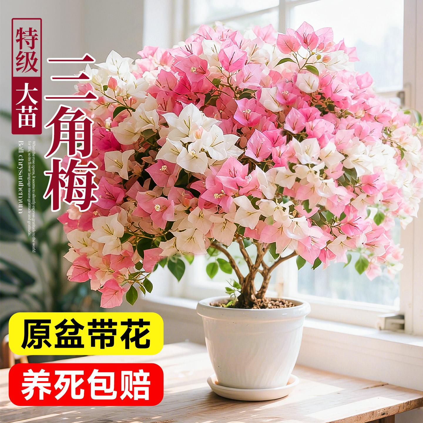 【带花发货】特级三角梅不活包赔