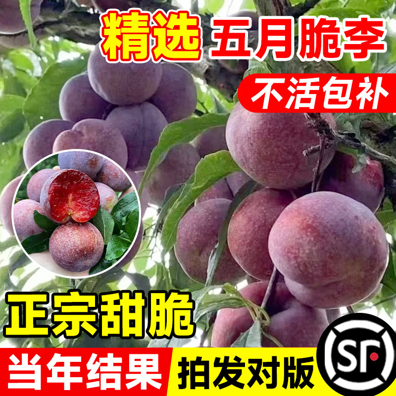五月脆李子树苗新品种贵州六马蜂糖特大号脱骨红心庭院盆栽果树苗