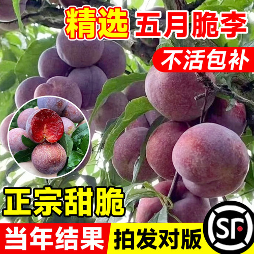 五月脆李子树苗当年结果不活包补