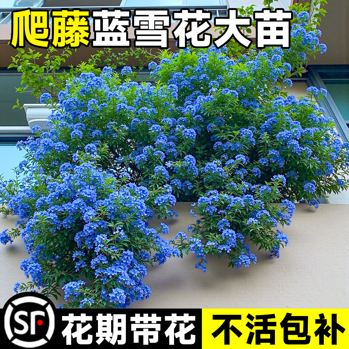 蓝雪花爬藤大苗庭院花卉盆栽特大棒棒糖耐热植物阳台藤本带花发货